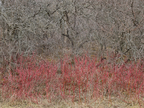 Edward Burtynsky, Natural Order #18, Grey County, Ontario, Canada, Spring, 2020, pigment Inkjet Print on Kodak Professional Photo Paper, 122 x 162.6 cm (48 x 64 inches)