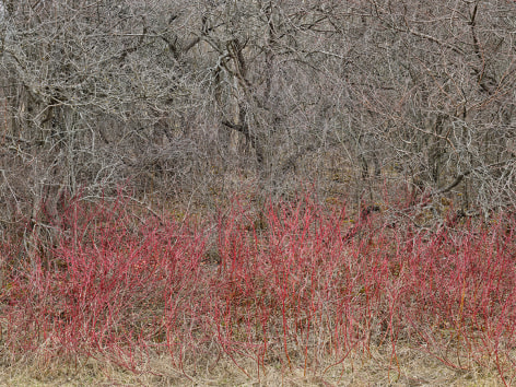 Natural Order #18, Grey County, Ontario, Canada, Spring, 2020, pigment inkjet print on Kodak Professional Photo Paper, 48 x 64 inches/122 x 162.6 cm