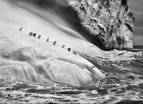Sebastião Salgado, Chinstrap penguins on an iceberg, between Zavodovski and Visokoi islands. South Sandwich Islands, 2009, gelatin silver print, 91.4 x 127 cm (36 x 50 inches)