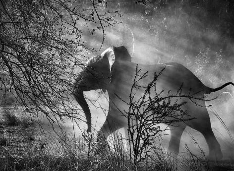 Sebasti&atilde;o Salgado, Kafue National Park, Zambia [elephants], 2010, gelatin silver print, 24 x 35 inches. &copy; Sebasti&atilde;o Salgado/Amazonas Images