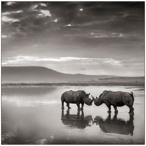 Rhinos on Lake, Nakuru,&nbsp;2007, 20 1/2 x 20 1/2 Inches, Archival Pigment Print, Edition of 25