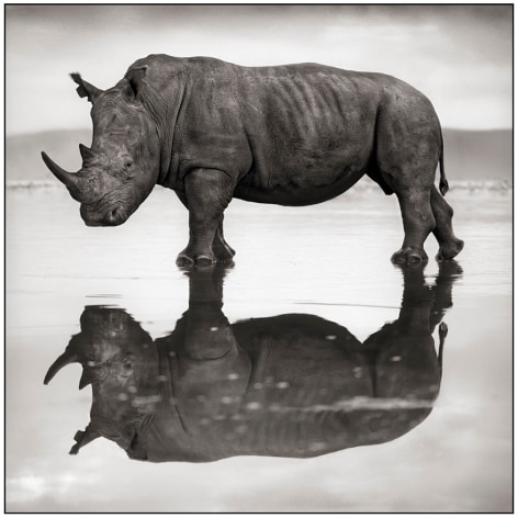 Rhino on Lake, Nakuru,&nbsp;2007, Platinum Print