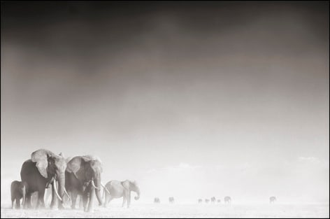 Elephant Ghost World, Amboseli, 2005, 23 x 20 Inches, Archival Pigment Print, Edition of&nbsp;20
