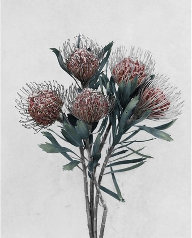 Leucospermum Cordifolium, 2016, Chromogenic Dye Coupler Print