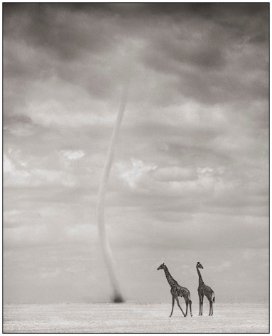 Giraffes and Dust Devil, 25 1/4 x 20 1/2 Inches, Archival Pigment Print, Edition of&nbsp;25