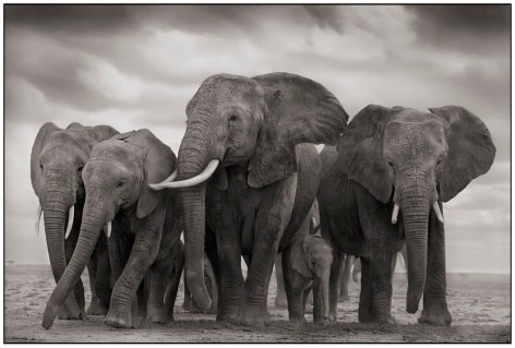Elephant Five, Amboseli, 2008, 17 3/16 x 29 3/8 Inches, Archival Pigment Print, Edition of&nbsp;25