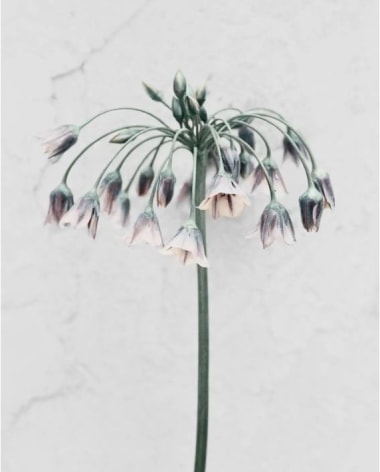 Allium Siculum, 2016, Chromogenic Dye Coupler Print