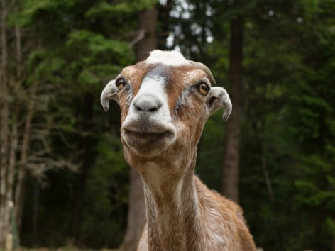 Dragonfly Farm, Goat, 2017, Archival Pigment Print