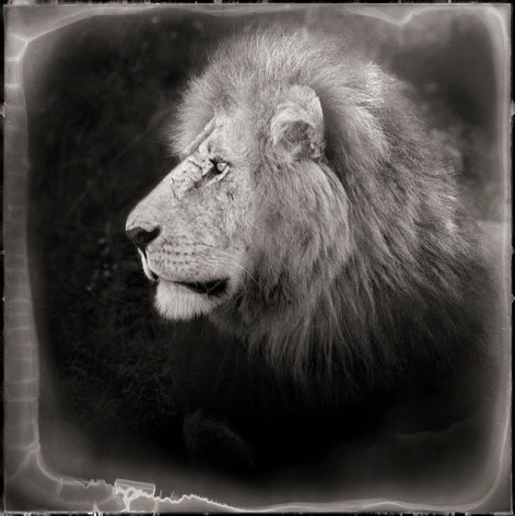 Portrait of Lion, Serengeti, 2000, 20 5/16&nbsp;x 20 5/16 Inches,&nbsp;Archival Pigment Print, Edition of 20