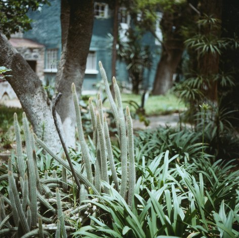 Trotsky House, Trotsky&#039;s Cactus Garden, 1990, Archival Pigment Print