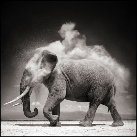 Elephant with Exploding Dust, Amboseli, 2004, 20 1/2 x 20 1/4 Inches, Archival Pigment Print, Edition of&nbsp;20