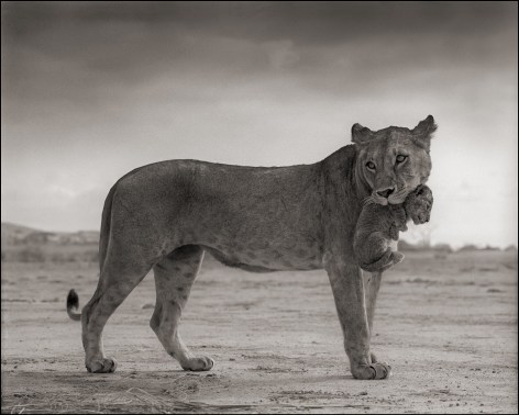 Lioness with Cub in Mouth, Amboseli, 2012, 22 x 27 1/2 Inches, Archival Pigment Print, Edition of&nbsp;20
