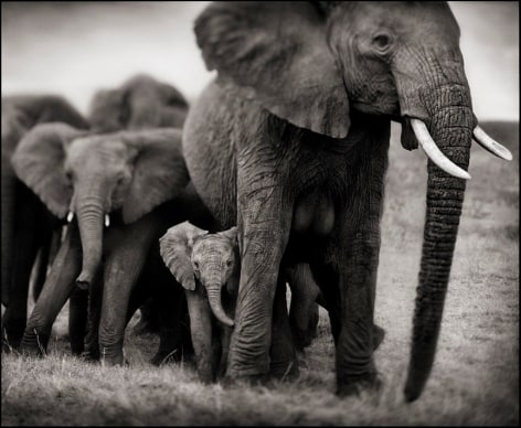 Elephant Mother &amp;amp; Two Babies, Serengeti, 2002, 20 3/16 x 23 3/4 Inches, Archival Pigment Print, Edition&nbsp;of 20