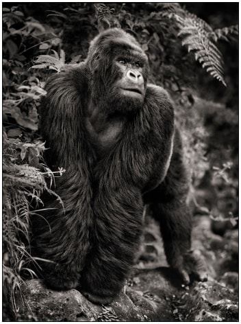 Gorilla on Rock, Parc Des Volcans, 2008, 24 x 20 Inches,&nbsp;Archival Pigment Print, Edition of&nbsp;25
