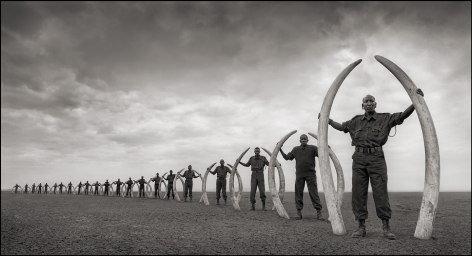 Line of Rangers with Tusks of Killed Elephants, Amboseli, 2011, 21 3/4 x 40&nbsp;Inches, Archival Pigment Print, Edition of&nbsp;15