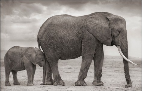 Elephant Mother with Baby at Leg, Amboseli, 2012, 22 x 34 Inches, Archival Pigment Print, Edition of 15