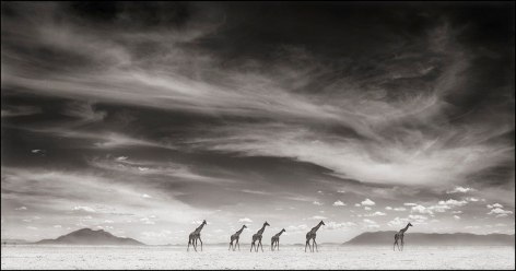 Giraffes Under Swirling Clouds, Amboseli, 2007, 16 x 30 Inches, Archival Pigment Print, Edition of&nbsp;25