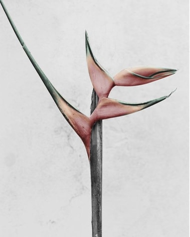 Heliconia Hirsuta, 2016, Chromogenic Dye Coupler Print