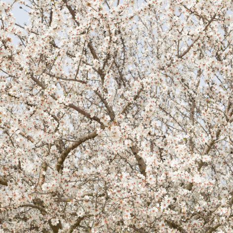 White Blossoms, 2017, Archival Pigment Print