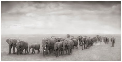 Elephant Journey to Water, Amboseli, 2008, 15 1/4 x 30 Inches, Archival Pigment Print, Edition of 25