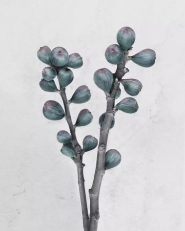 Ficus Carica, 2016, Chromogenic Dye Coupler Print