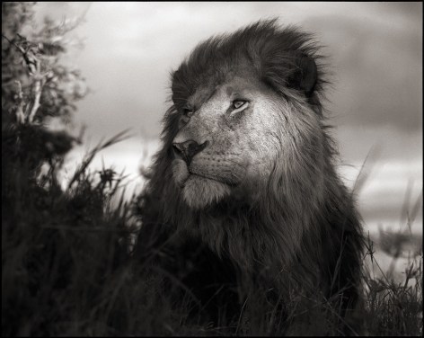 Lion in Shaft of Light, Maasai Mara, 2012, 22 x 27 1/2 Inches, Archival Pigment Print, Edition of&nbsp;20