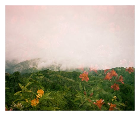 Big Sur Milkwee and Some Kind of Lily, 2016, Archival Pigment Print