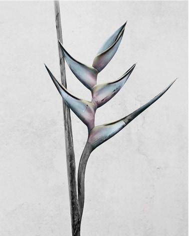 Heliconia Bihai, 2016, Chromogenic Dye Coupler Print
