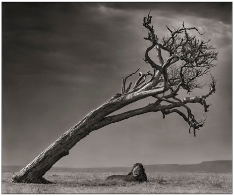 Lion Under Leaning Tree, 2008, 20 1/2 x 24 1/2 Inches, Archival Pigment Print, Edition of&nbsp;25