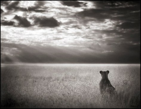 Lioness Looking Out Over Plains, Maasai Mara, 2004, 19 1/2 x 25 Inches, Archival Pigment Print, Edition of&nbsp;20