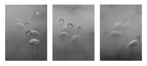 Flamingo Triptych, Zimbabwe, 2020