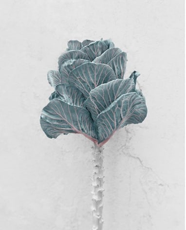 Brassica Oleracea, 2016, Chromogenic Dye Coupler Print