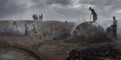 Charcol Burning with Zebras, 2018, Archival Pigment Print