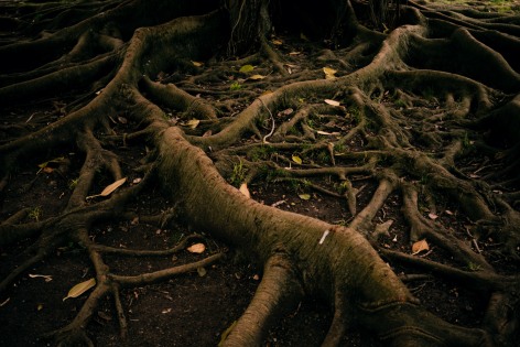Detail of the roots of a tree in the current Tropical Botanical Garden, ormerly known as the Colonial Section, and the sculptural reproductions of the heads of Indigenous people from the Portuguese Colonial Empire exhibition held during the Portuguese dictatorship, still scattered throughout the garden. Lisbon, Portugal, 2024
