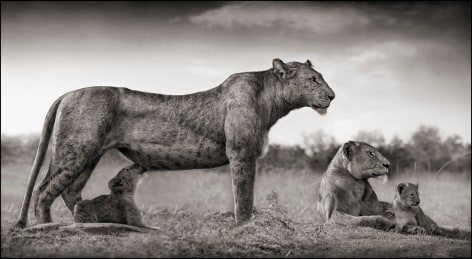 Lioness with Feeding Cubs, Maasai Mara, 2007, 16 x 29 1/2 Inches, Archival Pigment Print, Edition of&nbsp;25