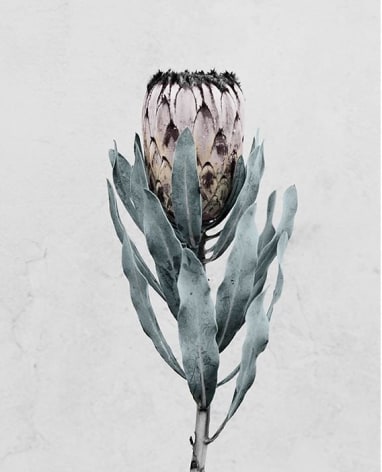 Protea Cynaroides, 2016, Chromogenic Dye Coupler Print