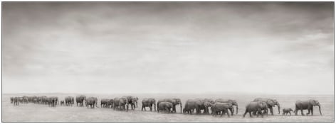 Elephant Train, 2008, 11 1/4 x 31 Inches, Archival Pigment Print, Edition of&nbsp;25