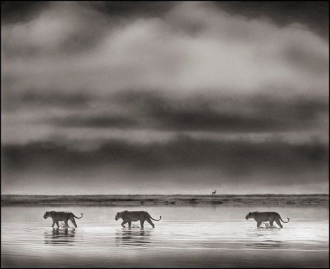 Lionesses Crossing Lake, Ngorongoro Crater, 2000, 20 x 24 1/2 Inches, Archival Pigment Print, Edition of&nbsp;20