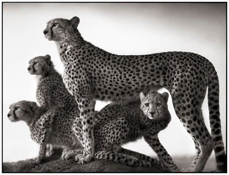 Cheetah &amp;amp; Cubs, Maasai Mara, 2003, 20 x 26 Inches,&nbsp;Archival Pigment Print, Edition of&nbsp;20