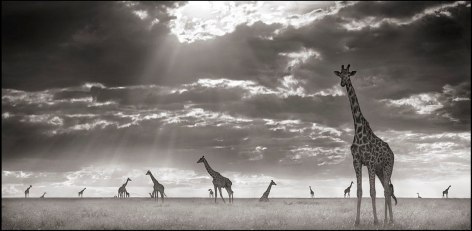 Giraffes in Evening Light, Maasai Mara, 2007, 20 1/2 x 42 inches, Platinum Palladium Print, Edition&nbsp;of 15