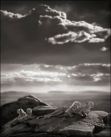 Cheetah &amp;amp; Cubs Lying on Rock, Serengeti, 2007, 25 x 20 1/4 Inches, Archival Pigment Print, Edition of 25