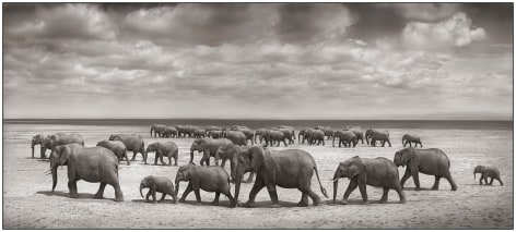 Two Elephant Herds Crossing Lake Bed, Amboseli, 2008, 13 1/2 x 30 Inches, Archival Pigment Print, Edition of&nbsp;25