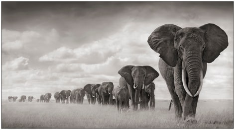 Elephants Walking Through Grass, Amboseli, 2008, 23 x 42 inches, Platinum Palladium Photograph, Ed. of 15
