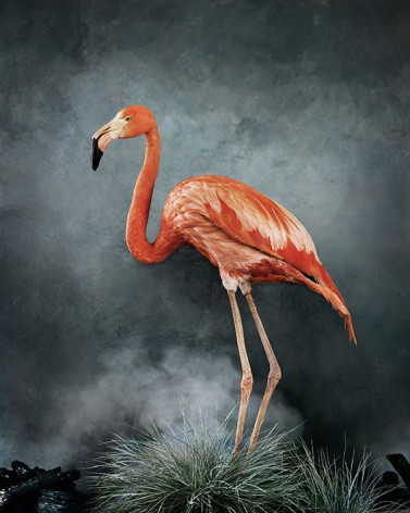 Untitled #16 (Flamingo),&nbsp;2020, Cibachrome Photograph