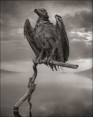 Calcified Fish Eagle, Lake Natron, 2012, 22 x 27 1/2 Inches, Archival Pigment Print, Edition of&nbsp;20