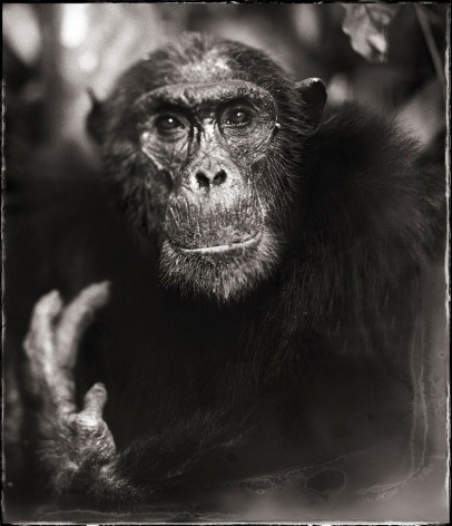 Portrait of Old Chimpanzee with Hand II, Mahale, 2003, 23 x 20 Inches, Archival Pigment Print, Edition of&nbsp;20