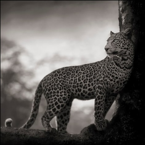 Leopard in Crook of Tree, Nakuru, 2007, 20 1/2 x 20 1/2 Inches, Archival Pigment Print, Edition of 25