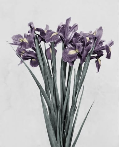Iris Germanica, 2016, Chromogenic Dye Coupler Print
