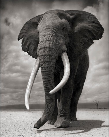 Portrait of Elephant on Bare Earth, Amboseli, 2011, Archival Pigment Print