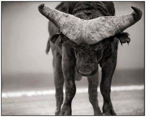 Buffalo with Lowered Head, Lake Nakuru, 2007, 20 1/4 x 25 3/4 Inches, Archival Pigment Print, Edition of&nbsp;25